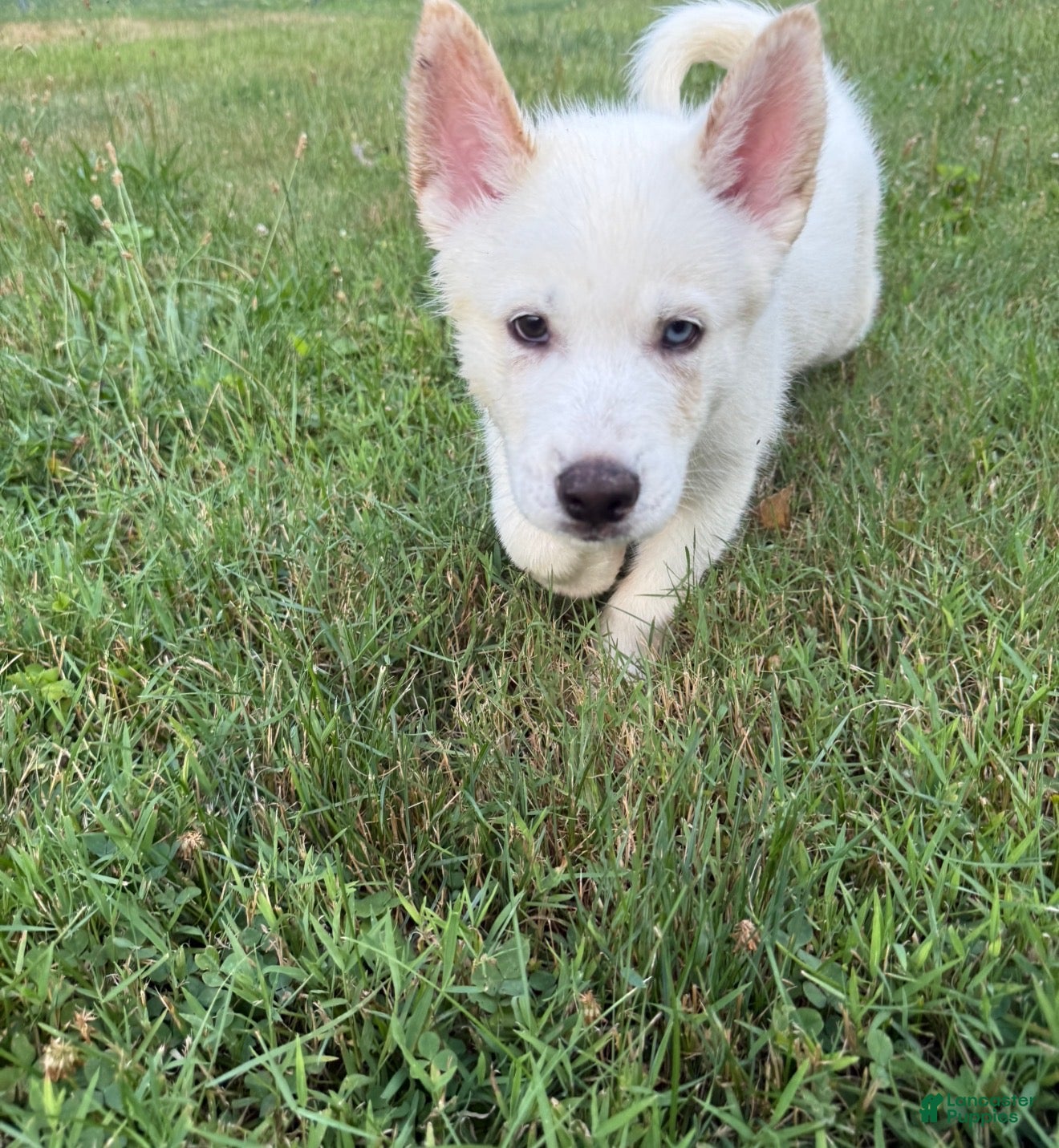 Mixed Breed dogs Lime Green - Ad 7