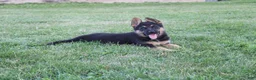 German Shepherd dogs for sale: Maggie - Ad 3