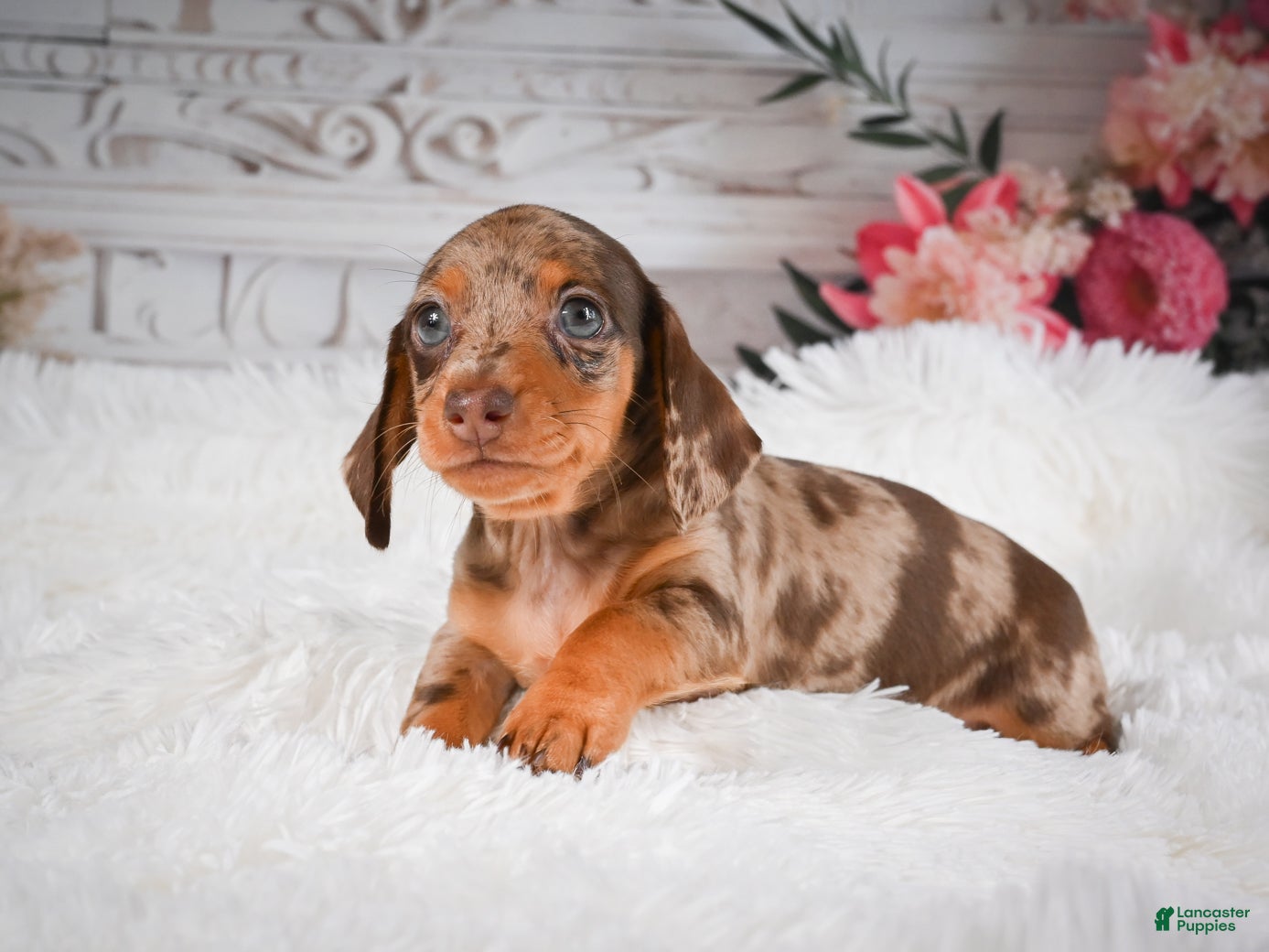 Miniature Dachshund dogs AKC-Charlotte - Ad 2