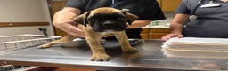 Boxer dogs for sale: Madison AKC Euro - Ad 3