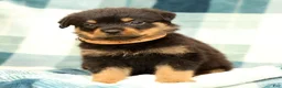 Rottweiler dogs for sale: Bear - Ad 3