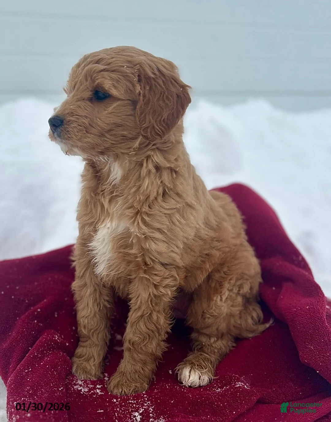 Mini Goldendoodle dogs for sale: Silky - Ad 2