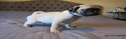 Pug dogs for sale: Tucker - Ad 3