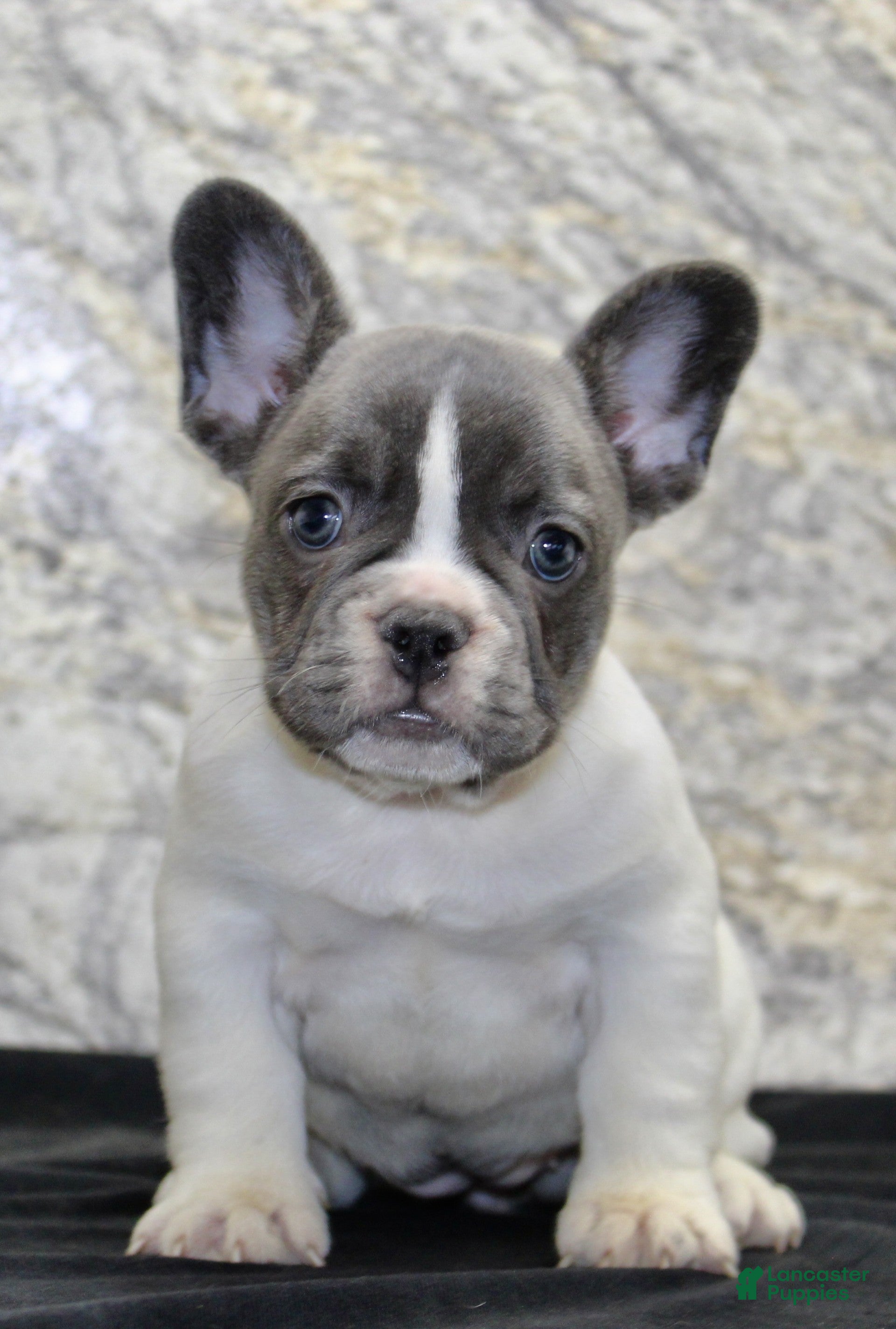French Bulldog dogs Pearl - Ad 2