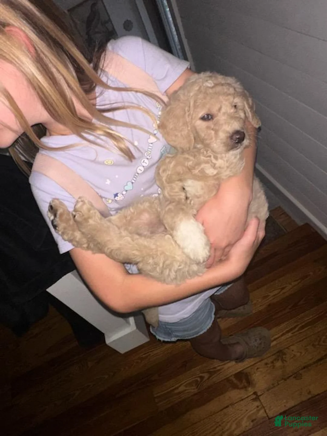 Goldendoodle dogs for sale: Goldendoodle Puppy 1 - Ad 1