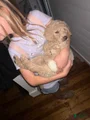 Goldendoodle Puppy 1