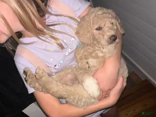 Goldendoodle dogs Goldendoodle Puppy 1 - Ad 14
