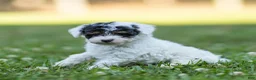 Miniature Poodle dogs for sale: Sparky Miniature Poodle  - Ad 8