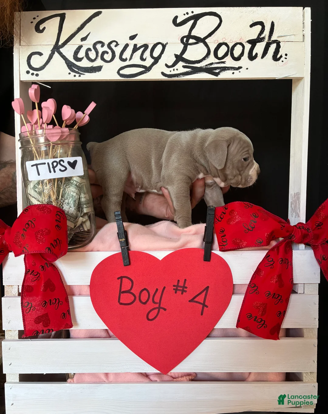 Olde English Bulldogge dogs for sale: Olde English Bulldogge Puppy 4 - Ad 7