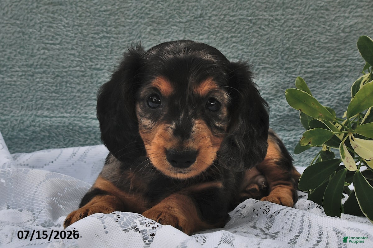 Miniature Dachshund dogs for sale: Dover - Ad 1