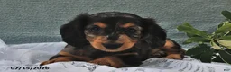 Miniature Dachshund dogs for sale: Dover - Ad 1