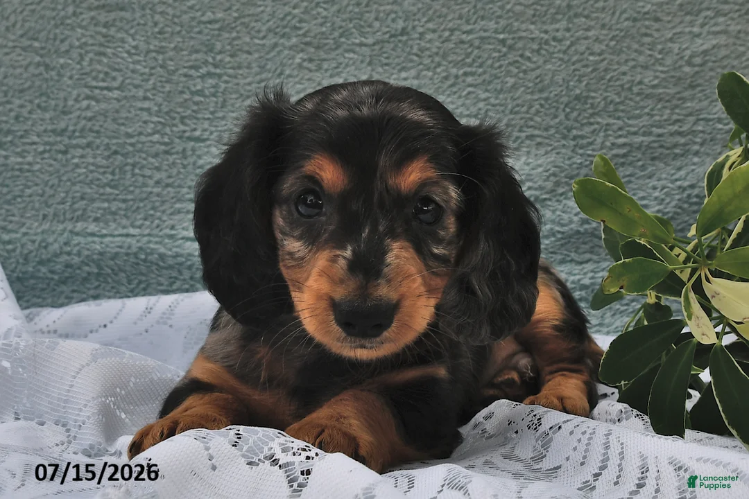Miniature Dachshund dogs for sale: Dover - Ad 1