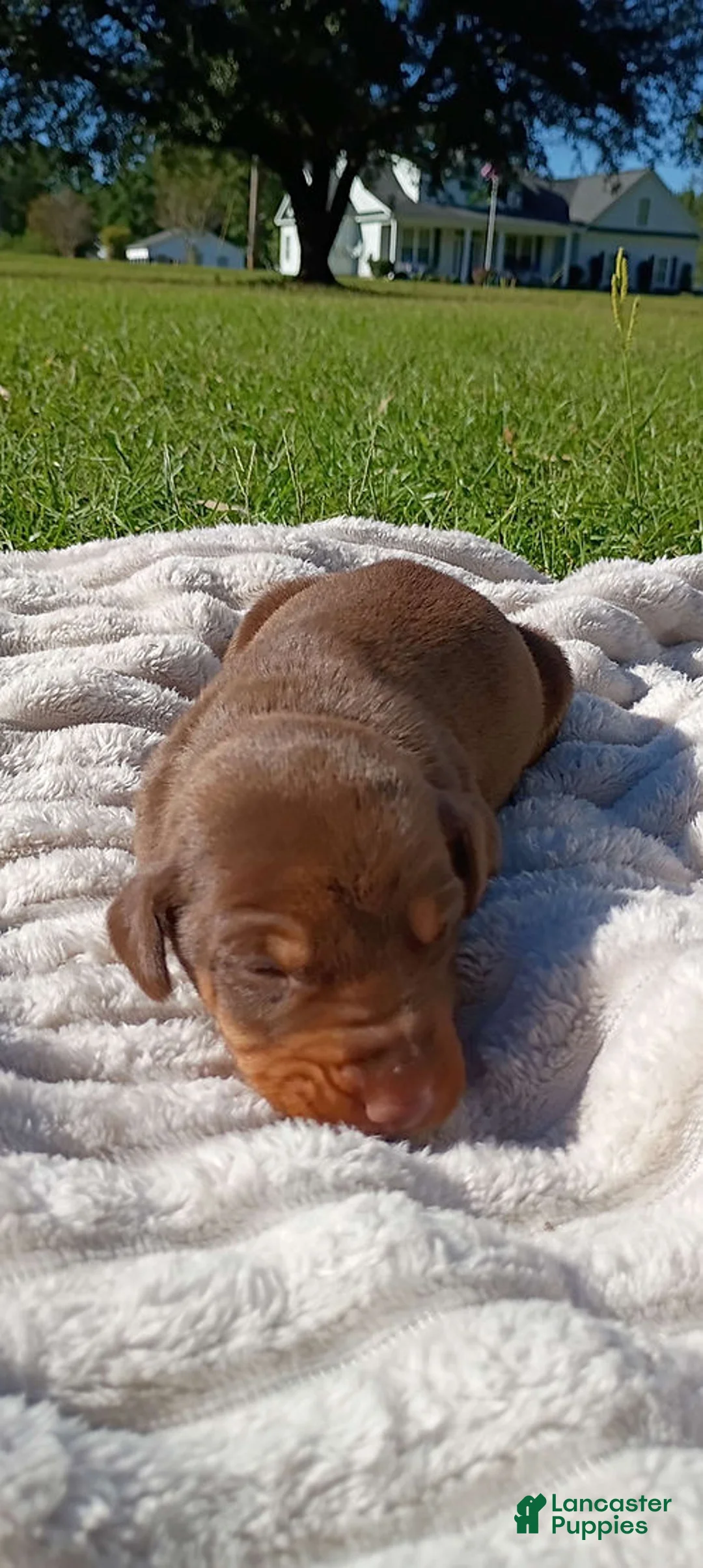 Doberman Pinscher dogs for sale: Scarlett - Ad 4