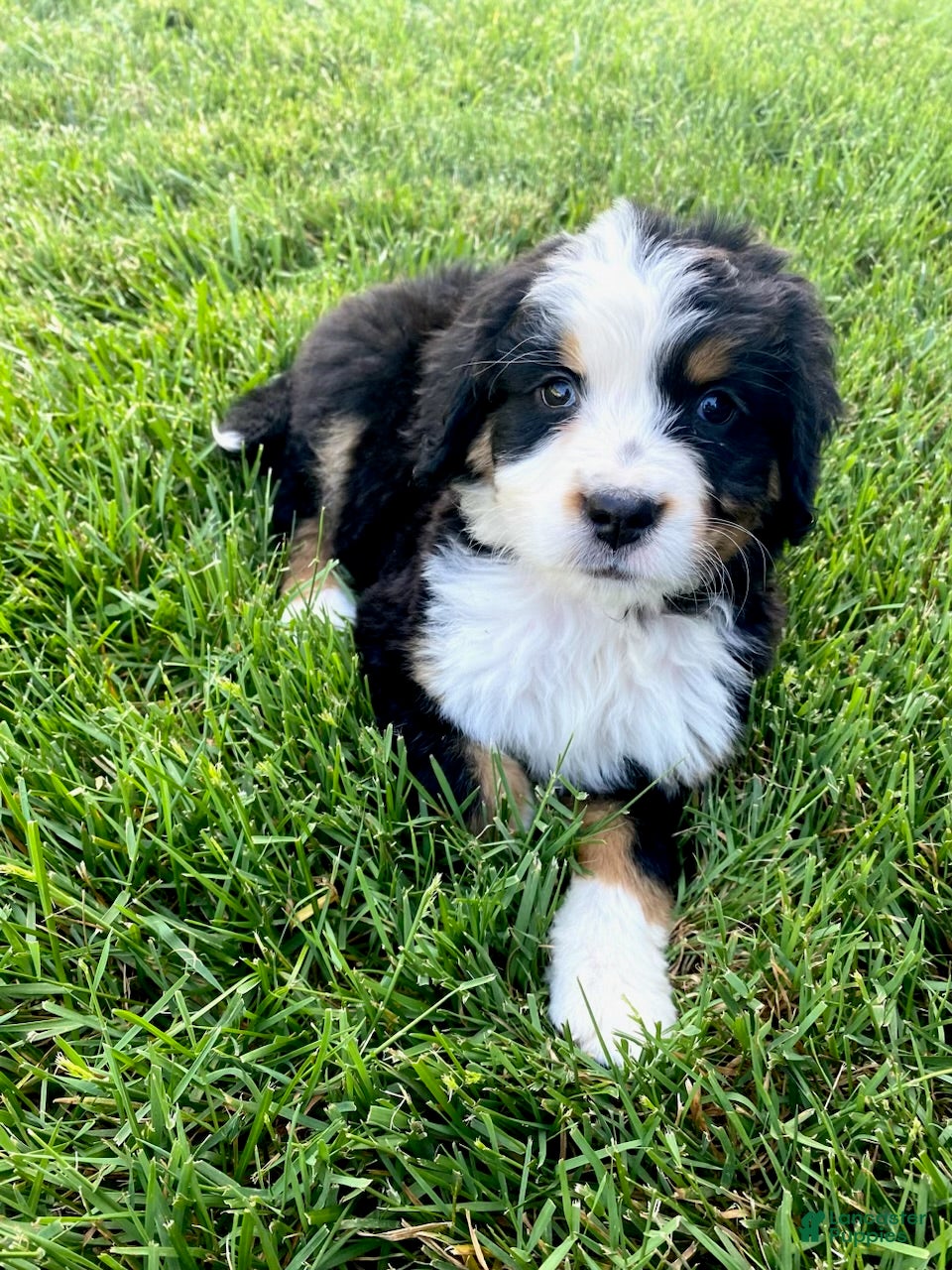 Bernedoodle dogs Purple - Female - Ad 2