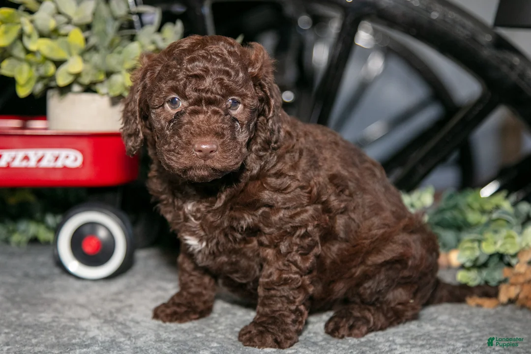 Mixed Breed dogs for sale: Juno - Ad 2