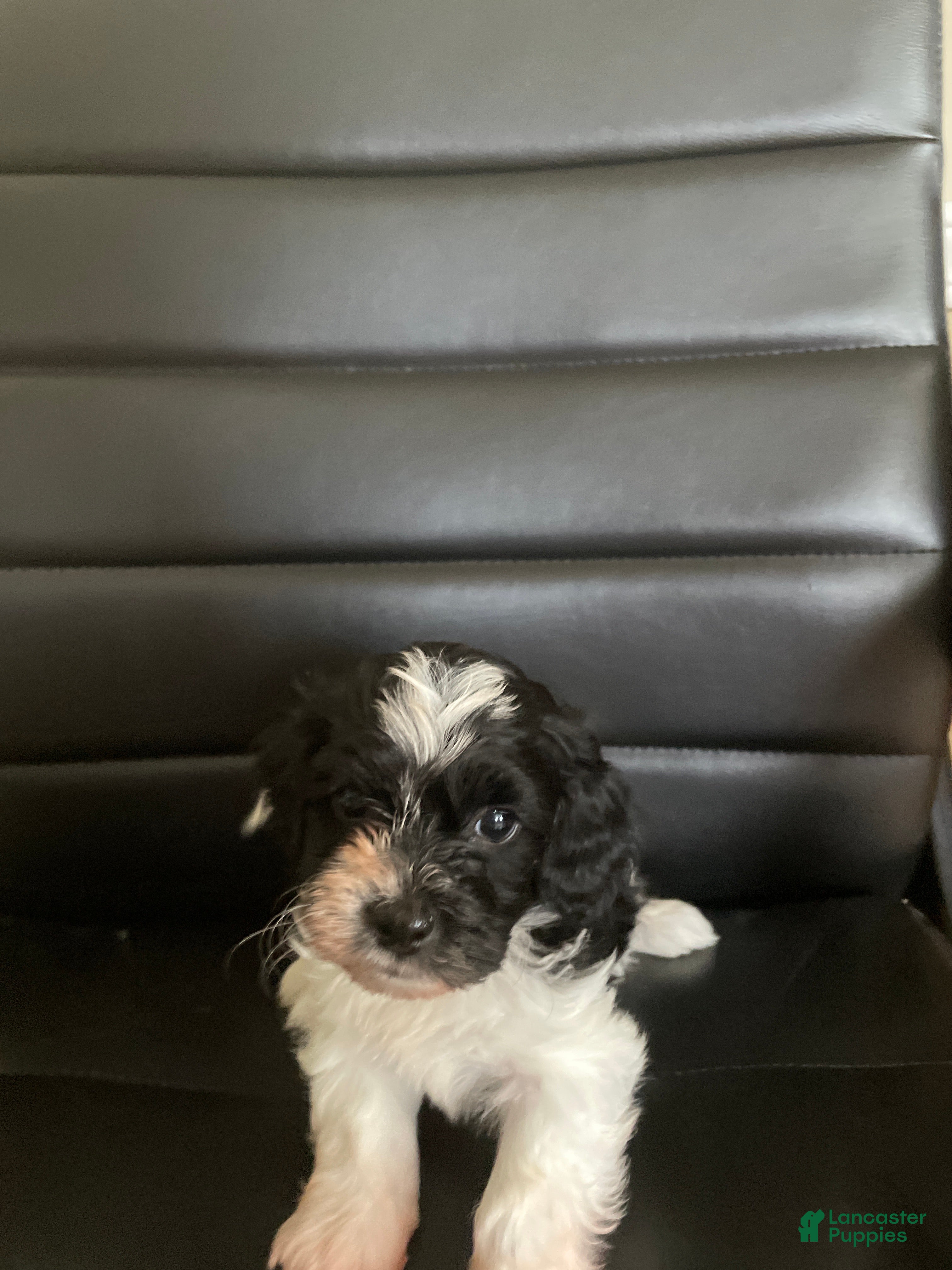 Shihpoo dogs Shihpoo 1 - Ad 2