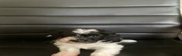 Shihpoo dogs for sale: Shihpoo 1 - Ad 2