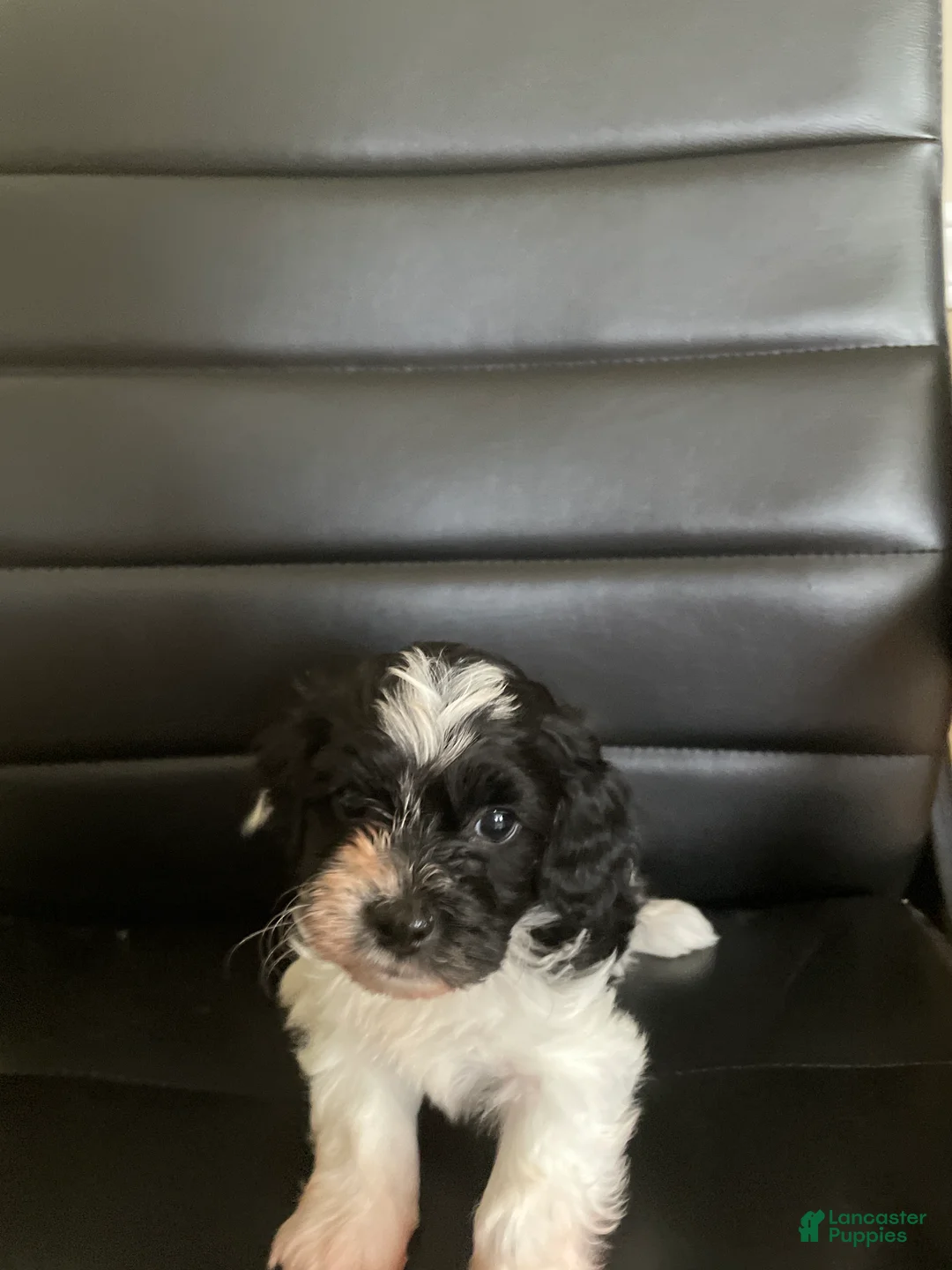 Shihpoo dogs for sale: Shihpoo 1 - Ad 2
