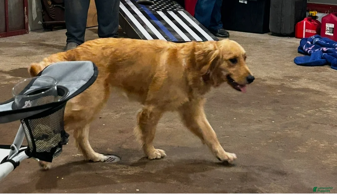 Golden Retriever dogs for sale: Orange  - Ad 2