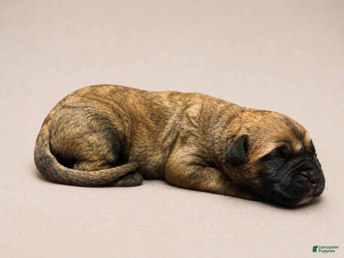 South African Boerboels dogs Fawn Male - Ad 1