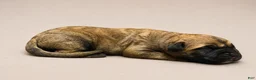 South African Boerboels dogs for sale: Fawn Male - Ad 1