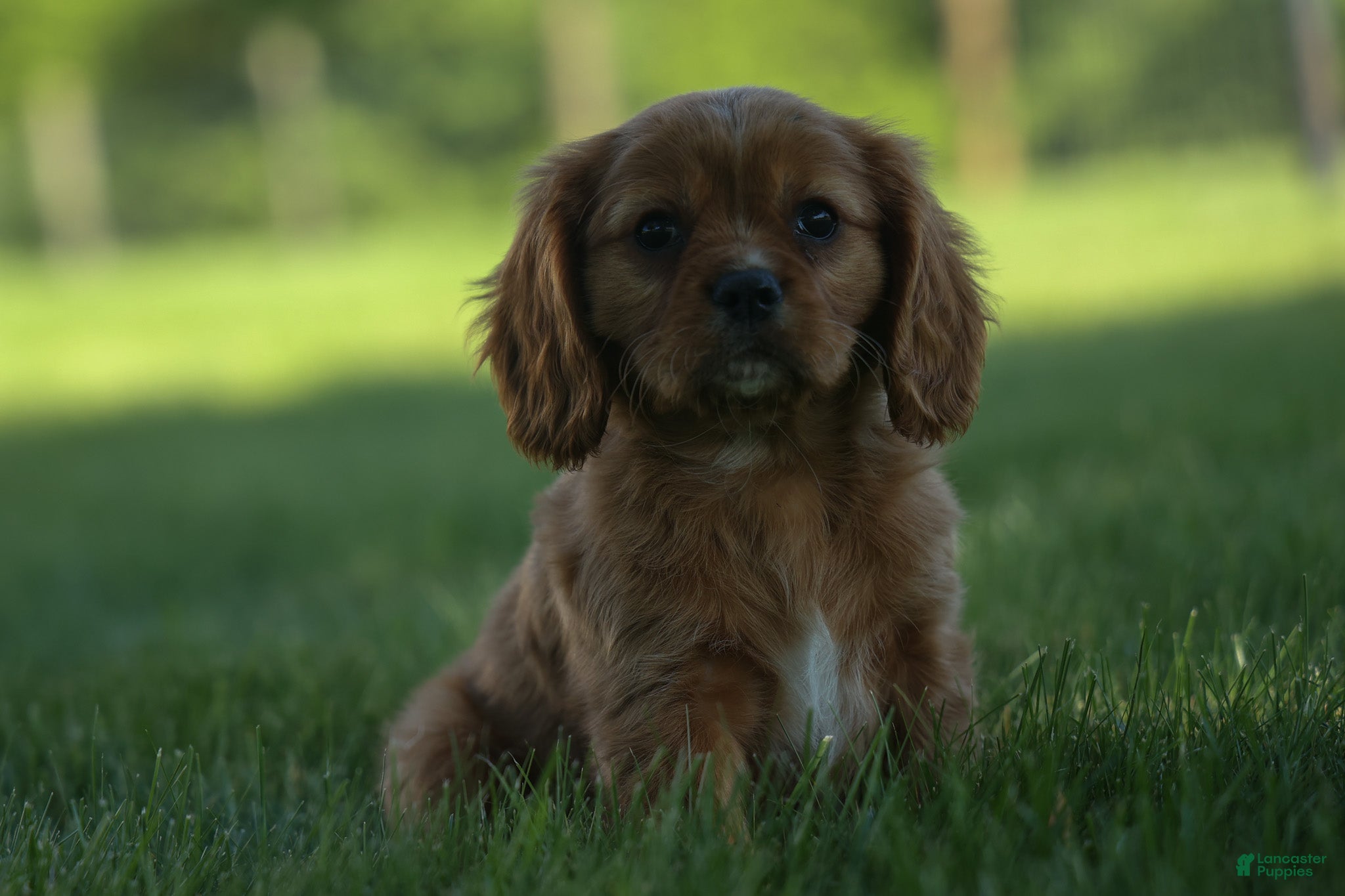 Cavalier King Charles Spaniel dogs Ford 💙 - Ad 1