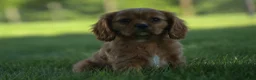 Cavalier King Charles Spaniel dogs for sale: Ford 💙 - Ad 17