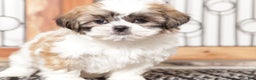Shih Tzu dogs for sale: Linn - Ad 2