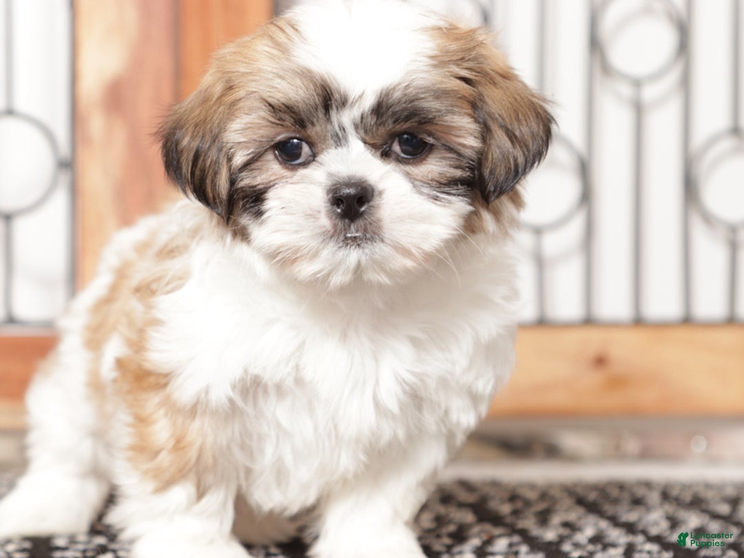 Shih Tzu dogs for sale: Linn - Ad 2