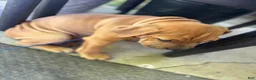 Mixed Breed dogs for sale: Rusty - Ad 1