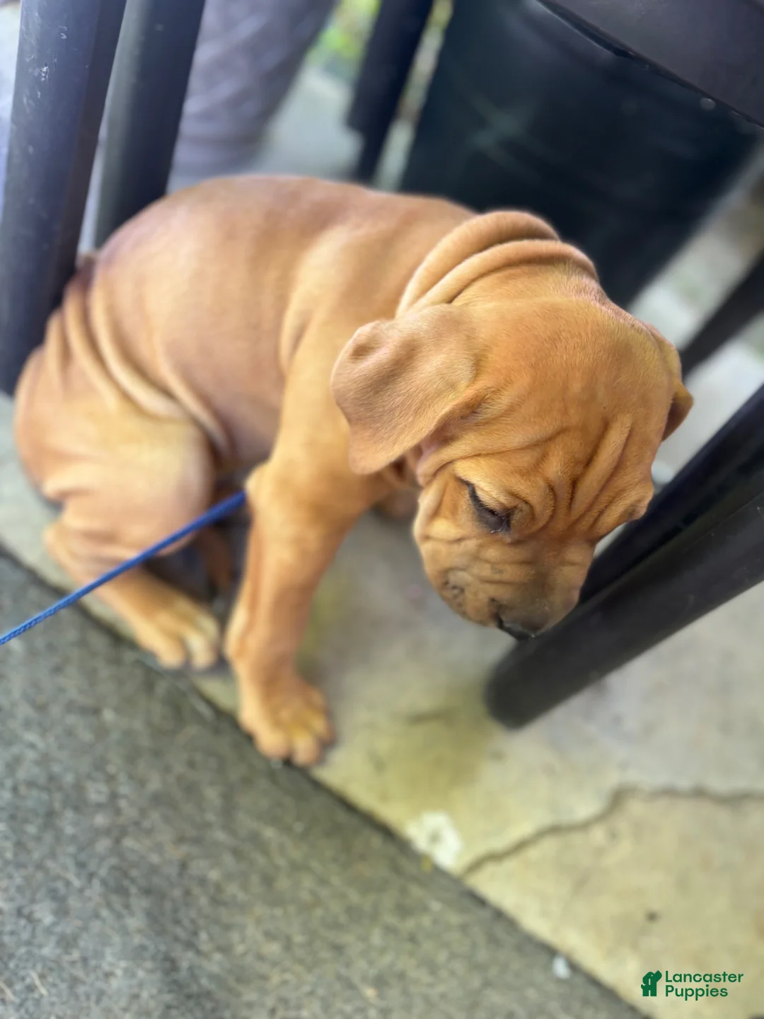 Mixed Breed dogs for sale: Rusty - Ad 1