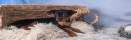 Miniature Pinscher dogs for sale: ANNIE - Ad 10