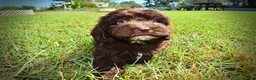 Havapoo dogs for sale: Jolene-LABOR DAY SALE-TAKE $100 OFF!!! - Ad 18