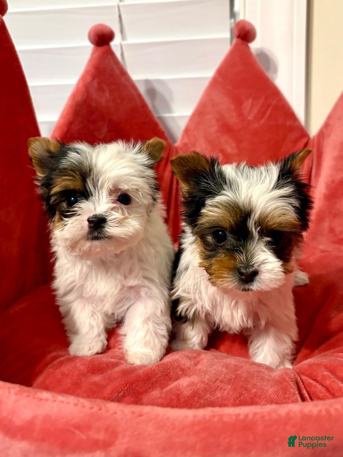Biewer Terrier dogs Biewer Terrier 4 - Ad 2