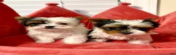 Biewer Terrier dogs for sale: Biewer Terrier 4 - Ad 2