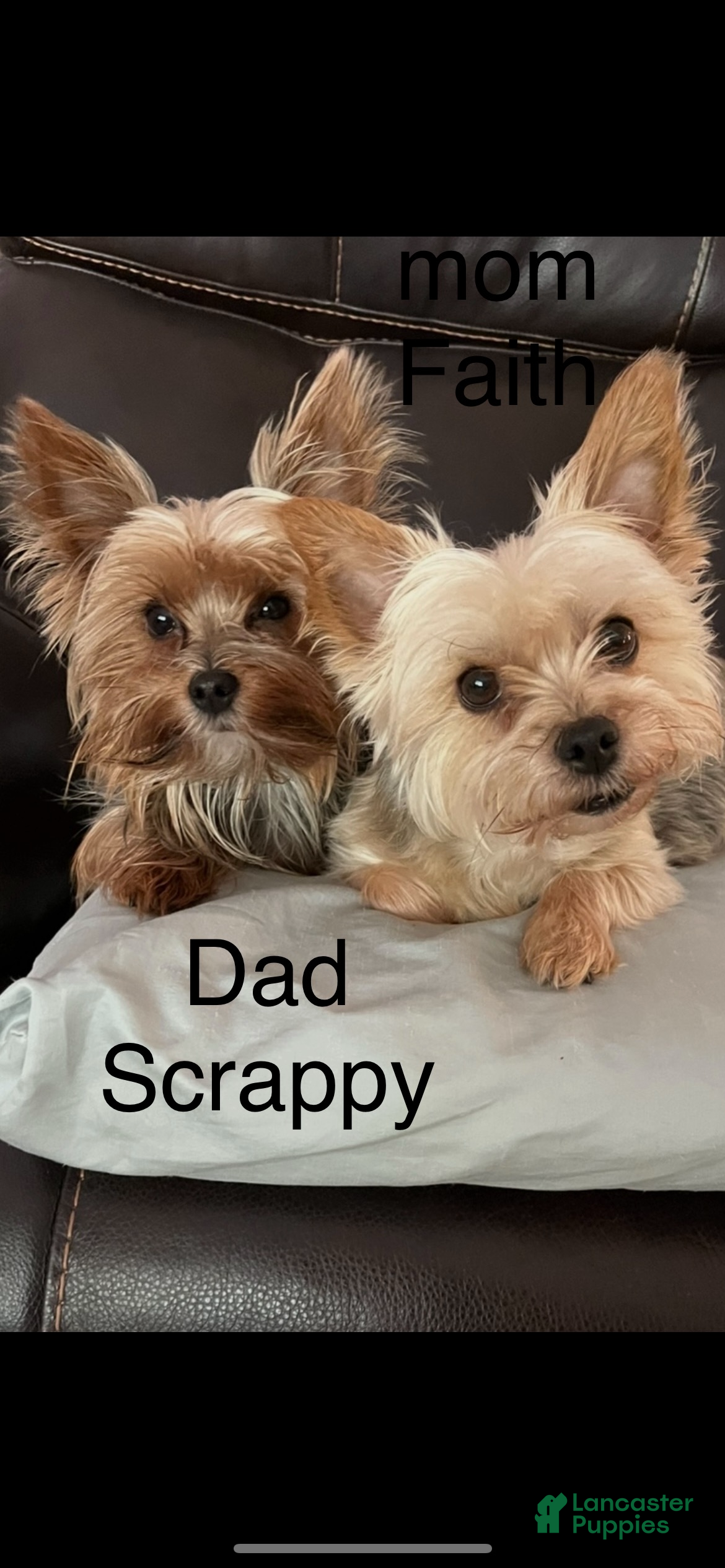 Yorkshire Terrier dogs Payton - Ad 2