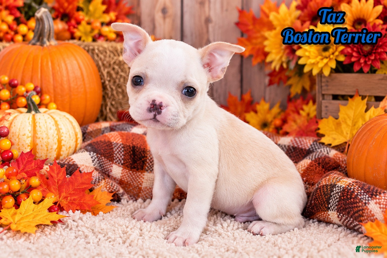 Boston Terrier dogs for sale: Taz Male Boston Terrier - Ad 1