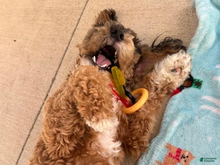 Miniature Poodle dogs Miniature Poodle Puppy 1 - Ad 42