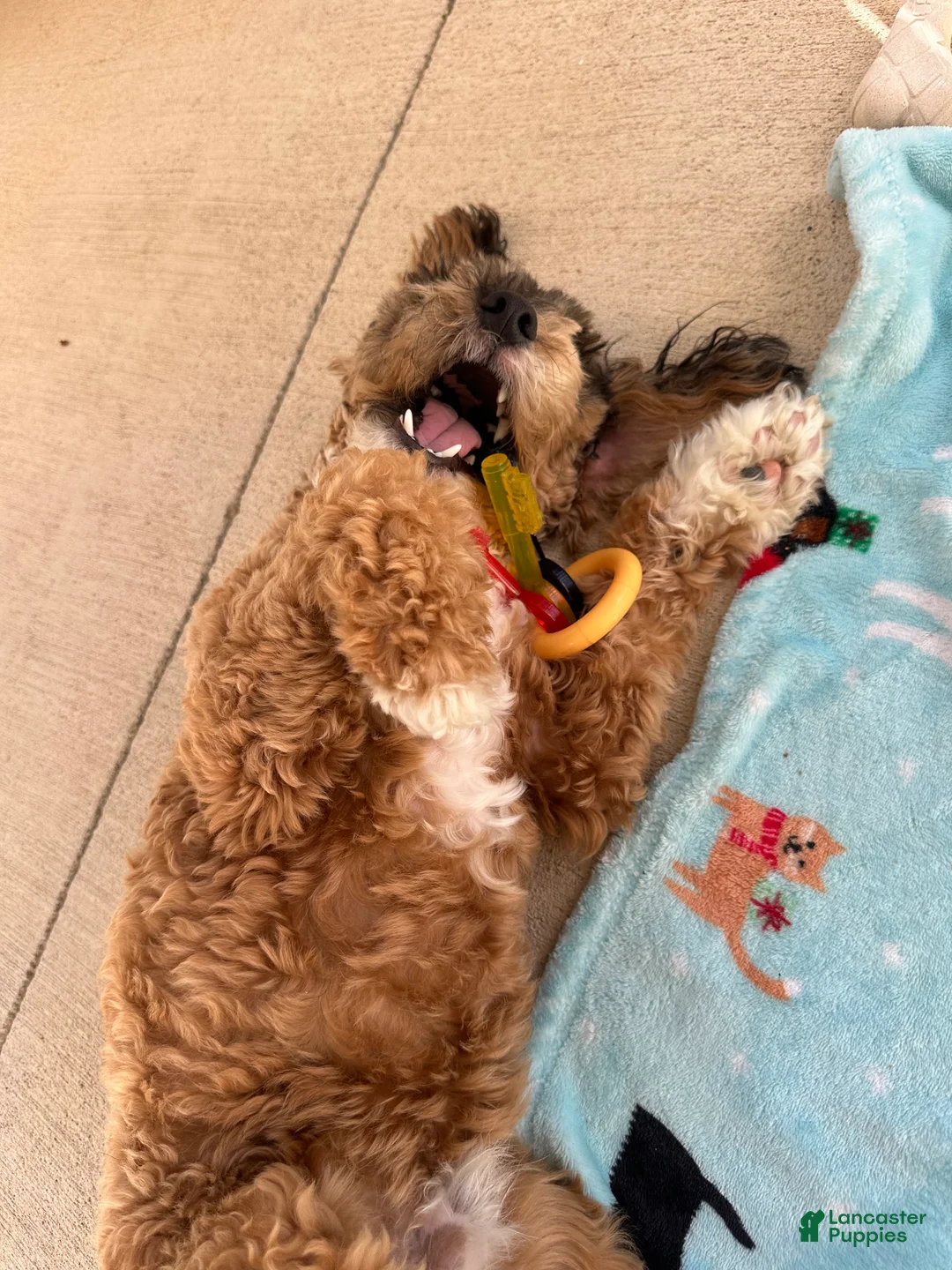 Miniature Poodle dogs for sale: Miniature Poodle Puppy 1 - Ad 1