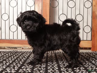 Shihpoo dogs Pongo Male Shih Poo - Ad 26