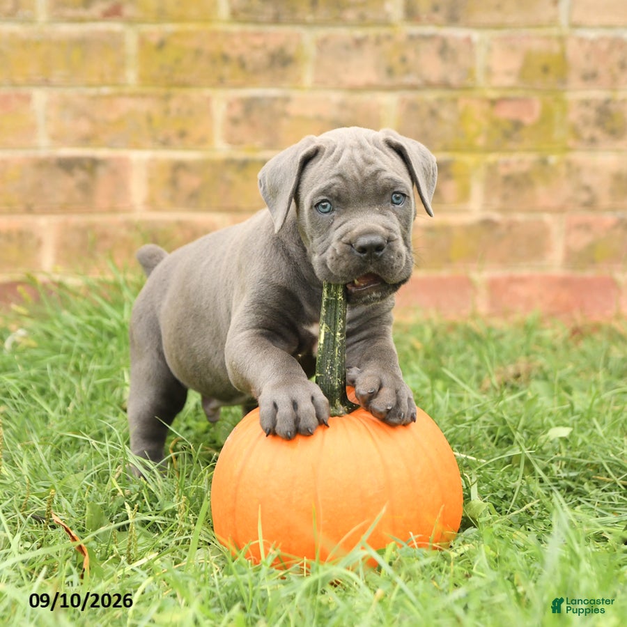 Cane Corso dogs Felix - Ad 1