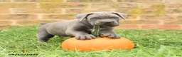 Cane Corso dogs for sale: Felix - Ad 1