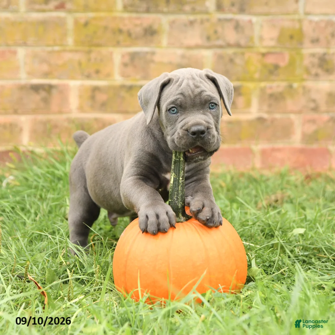 Cane Corso dogs for sale: Felix - Ad 1