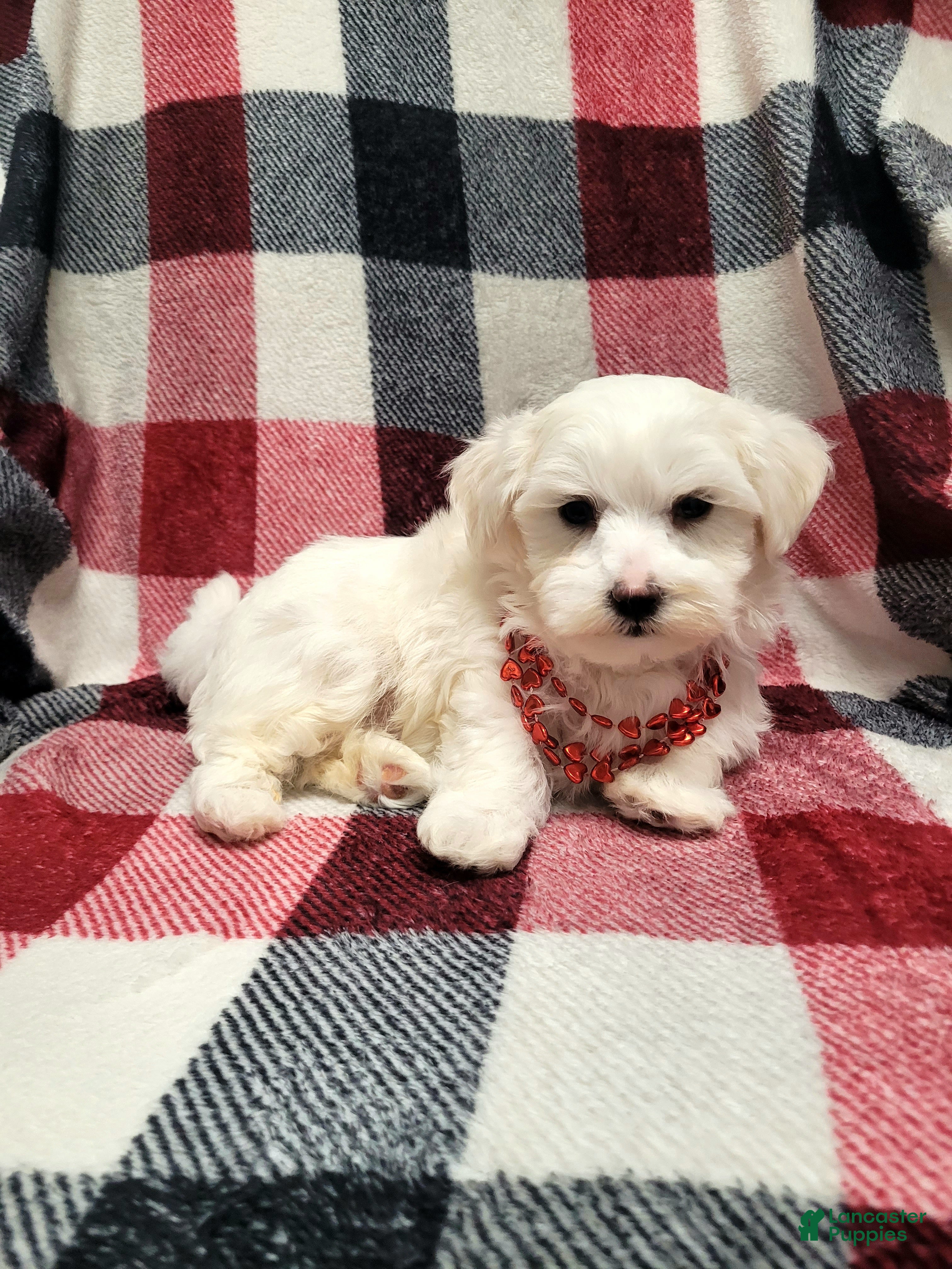 Maltese dogs Koby - Ad 23