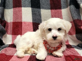 Maltese dogs Koby - Ad 29