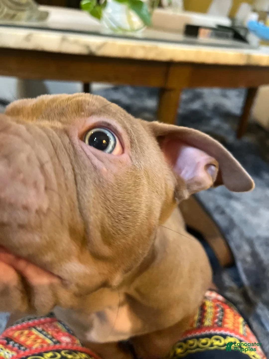 American Bully dogs for sale: American Bully Puppy 1 - Ad 2