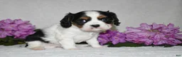 Cavalier King Charles Spaniel dogs for sale: Scout - Ad 6