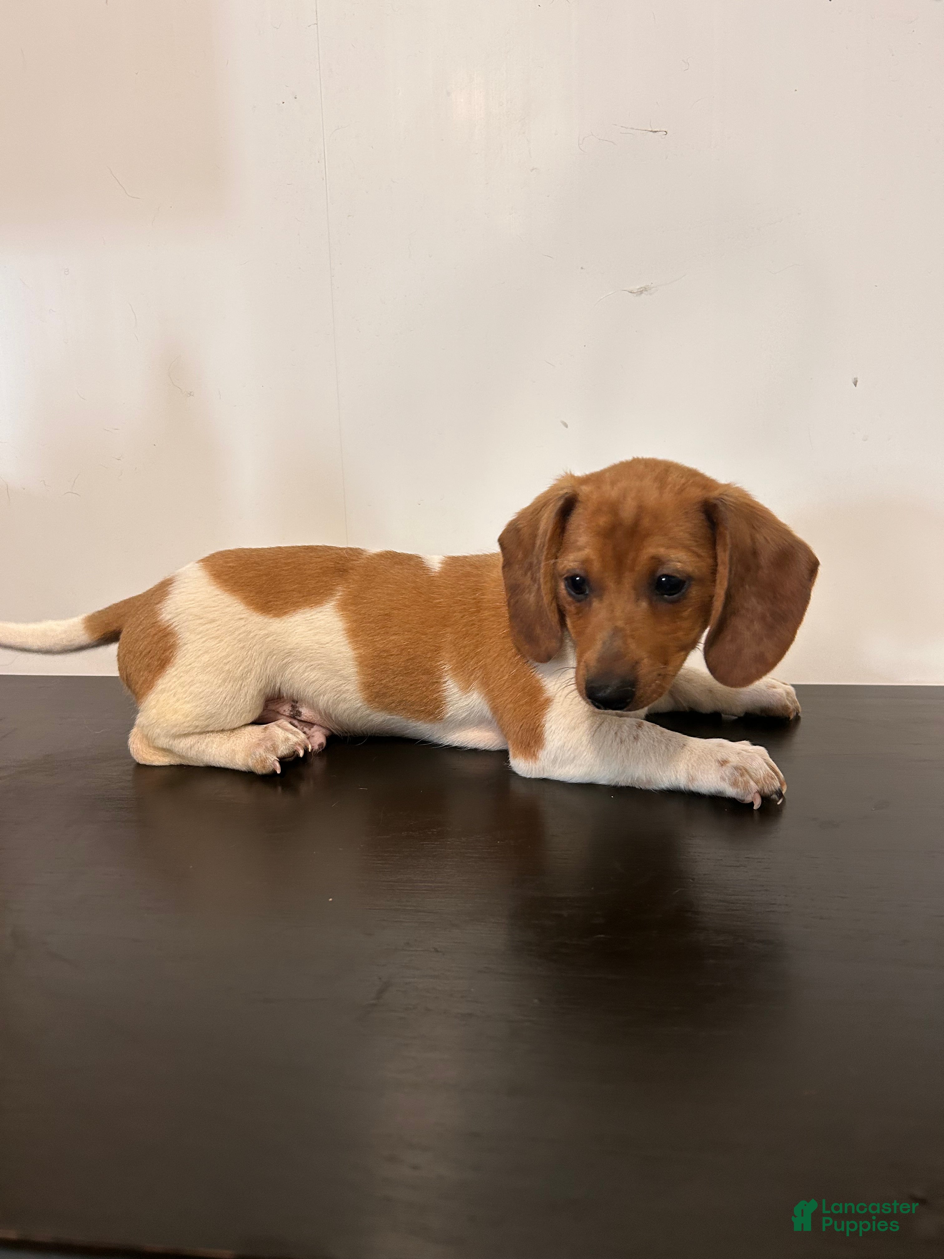 Miniature Dachshund dogs Ayaan  - Ad 1