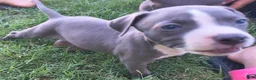 American Pit Bull Terrier dogs for sale: Bluey  - Ad 2