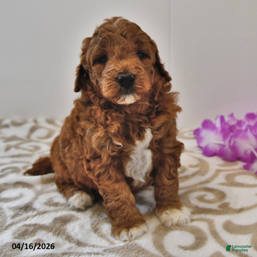 Mini Goldendoodle dogs Rosebud - Ad 1